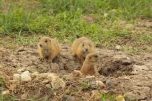 Prairie Dogs