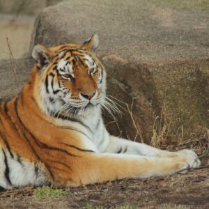 Amur Tiger