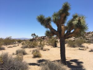 Joshua Trees