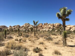 Joshua Trees