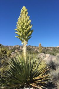 Mojave Yucca