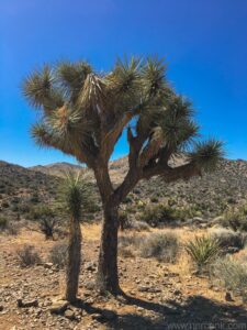 Joshua Trees