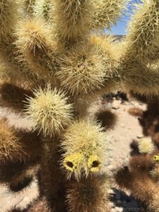 Jumping Cholla
