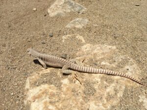 Desert Iguana