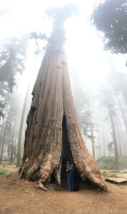Sequoia in the fog