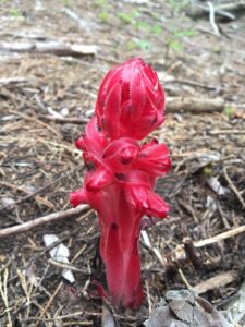 Snow Plant