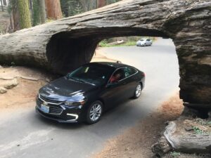 Drive through Tree