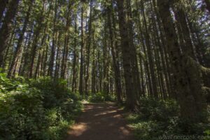 Octopus Tree Rainforrest