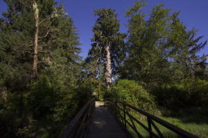 World's Largest Sitka Spruce