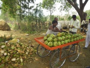 Coconut Stand