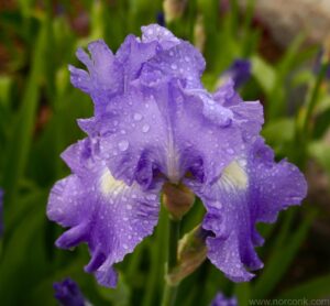 Iris