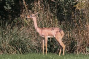 Gerenuk