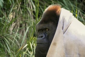 Western Lowland Gorilla