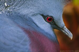 Victoria Crowned Pigeon