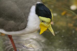 Masked Lapwing