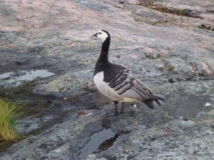 Barnacle Goose