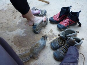 Observation Platform