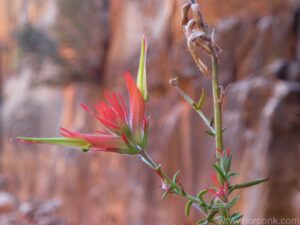 Grand Canyon Indian Paintbrush