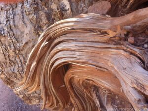 Grand Canyon Stump
