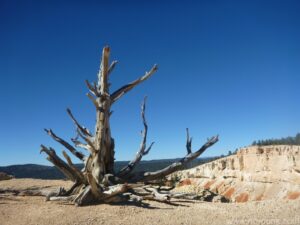 Bryce Canyon Bristle Cone Pines