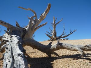 Bryce Canyon Bristle Cone Pines