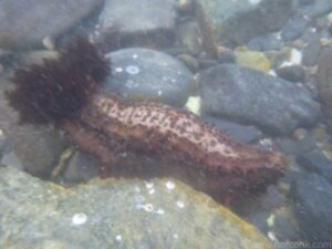 Sea Cucumber