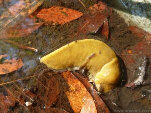 banana slug