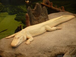 albino crocodile