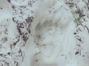 Bear Track