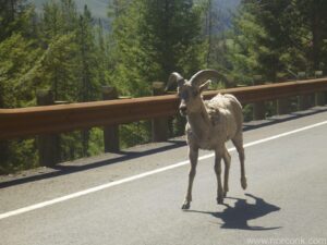 Bighorn