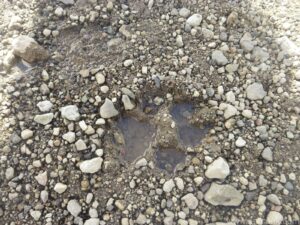 Wolf Print