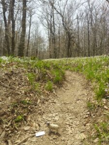 Wildflowers &amp; Appalachian Trail