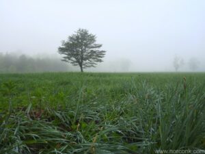 Tree in Fog