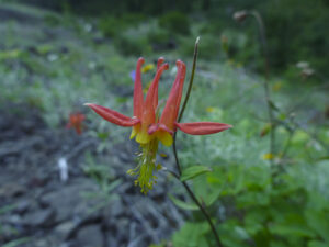 Indian Paintbrush