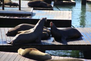 Seals on the Wharf