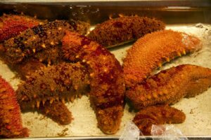 Sea Cucumber