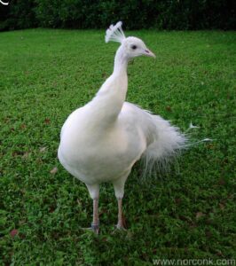 Albino Peacock