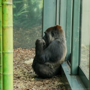 Wenstern Lowland Gorilla
