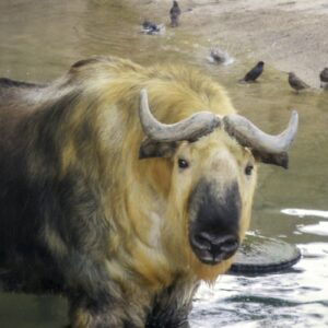 Sichuan Takin